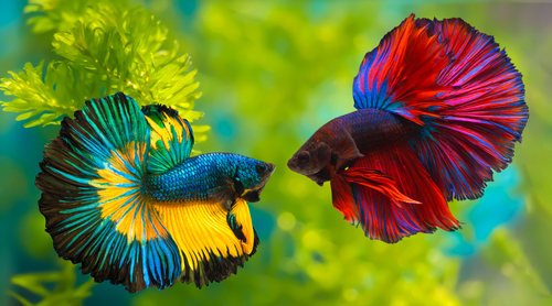 Treatable betta fish conditions