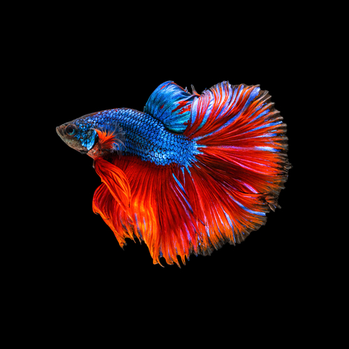 Betta fish behavior before death