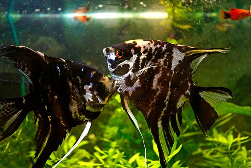 Angelfish losing color