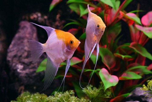 Restore color to your angelfish