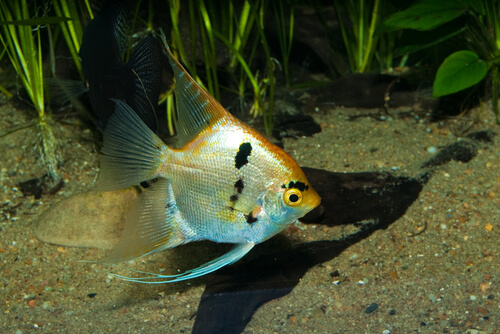 Illness and diseases in angelfish