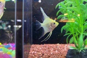 Read more about the article Why Is My Angelfish Losing Color (Turning Black Or White)?<span class="wtr-time-wrap after-title"><span class="wtr-time-number">7</span> min read</span>