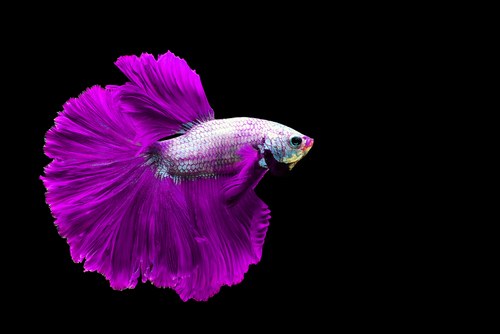 betta fish to regain their color