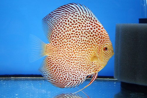 Buoyancy issues in discus fish