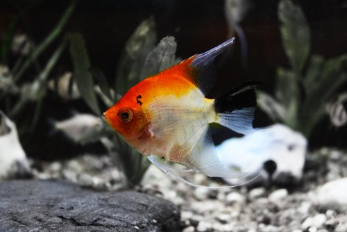 Read more about the article Why Is My Angelfish Not Eating?