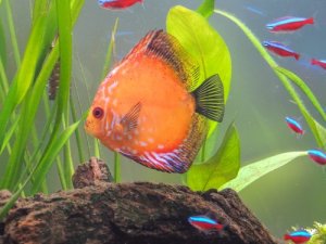 Read more about the article 7 Reasons Why Is My Discus Fish Not Eating<span class="wtr-time-wrap after-title"><span class="wtr-time-number">8</span> min read</span>