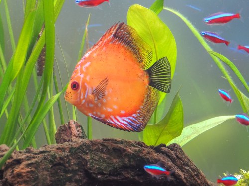 Read more about the article 7 Reasons Why Is My Discus Fish Not Eating