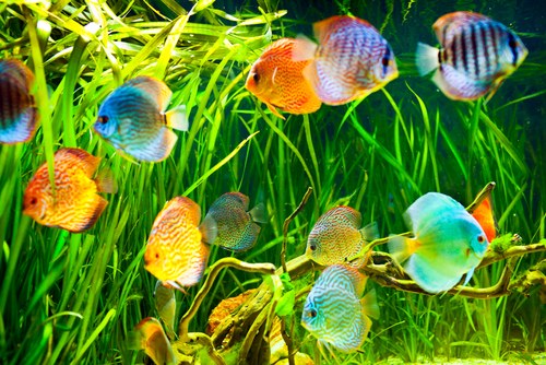 Best habitat for discus fish