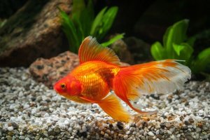 Read more about the article Fantail Goldfish Care Guide<span class="wtr-time-wrap after-title"><span class="wtr-time-number">9</span> min read</span>