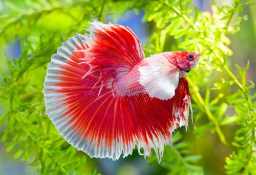 Reasons why betta fish is not eating