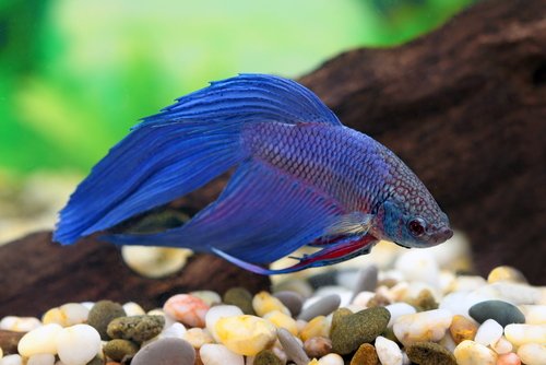 Pests and diseases of purple betta fish