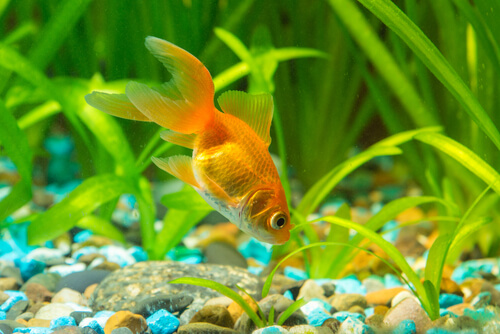 Feeding a goldfish while on vacation