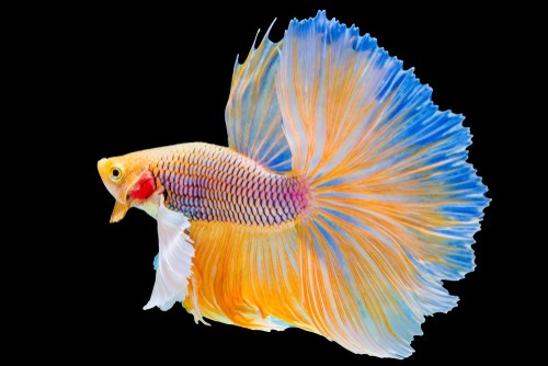 Columnaris in betta fish