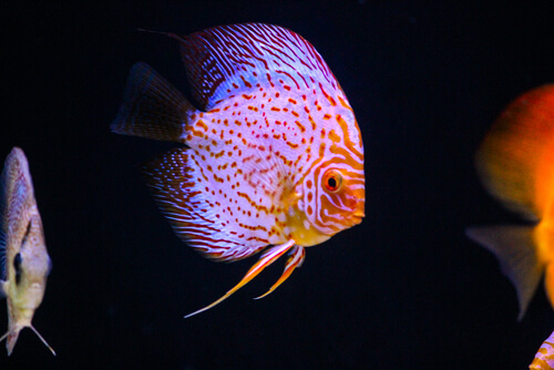 Treatable discus conditions