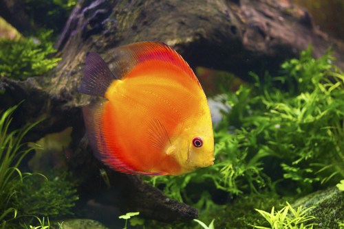 Determine if your discus fish has died