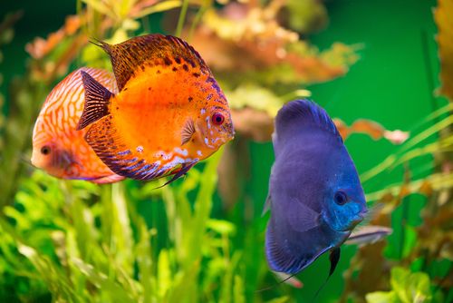 discus fish losing color