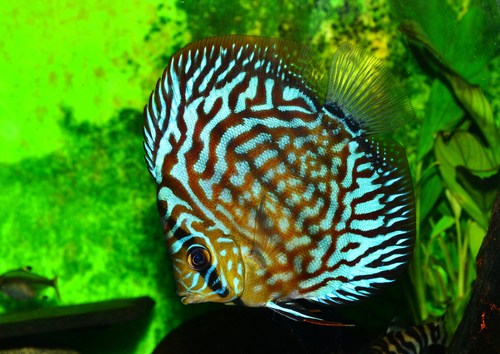 Discus fish with discus plague( black death disease)