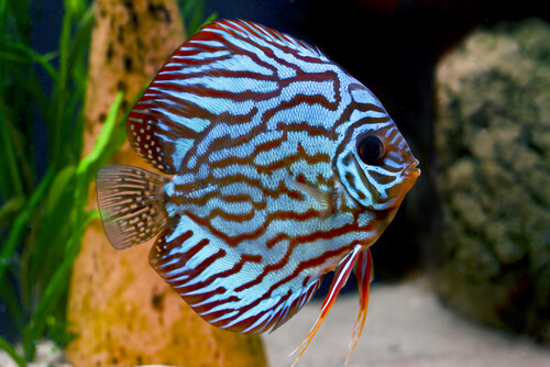 Discus