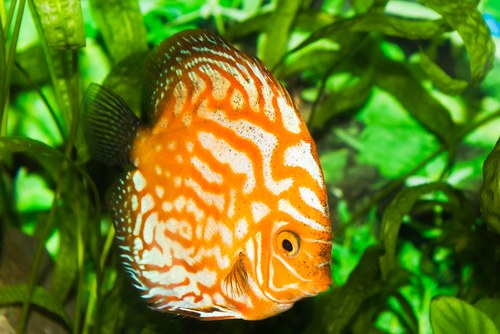 Tuberculosis in discus fish