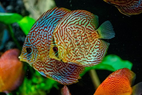 Discus fish is losing color