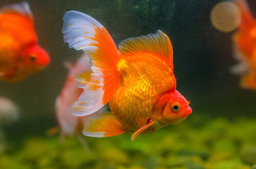 Erratic swimming in goldfish