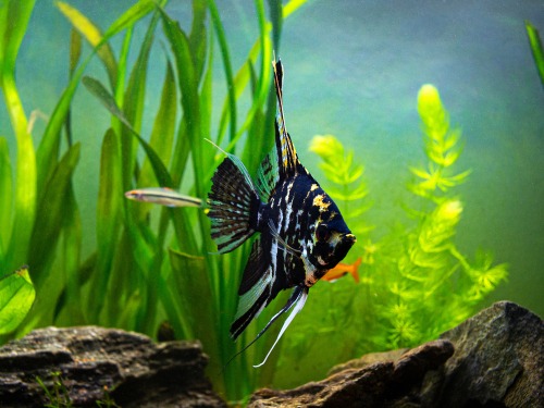 Common health issues in black angelfish 