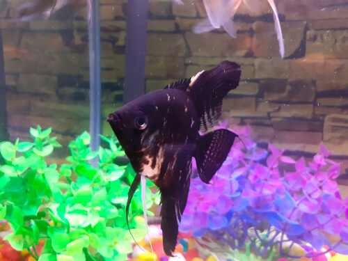 Glass surfing in angel fish