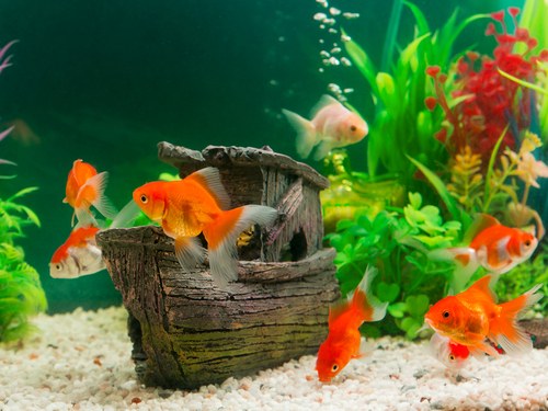 Factors to consider when feeding a goldfish