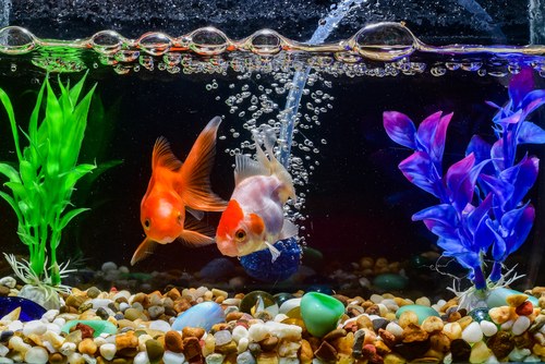 Goldfish are ready to mate