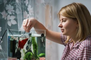 Read more about the article Do Betta Fish Need A Filter And Heater<span class="wtr-time-wrap after-title"><span class="wtr-time-number">10</span> min read</span>