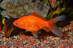 Read more about the article Why Is My Goldfish Not Eating?<span class="wtr-time-wrap after-title"><span class="wtr-time-number">7</span> min read</span>