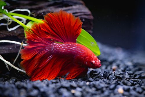 Betta fish get in the wild