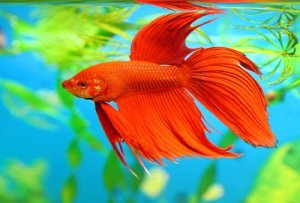 Read more about the article Betta Fish Behavior Before Death<span class="wtr-time-wrap after-title"><span class="wtr-time-number">10</span> min read</span>