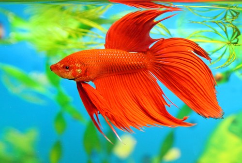 Healthy betta fish