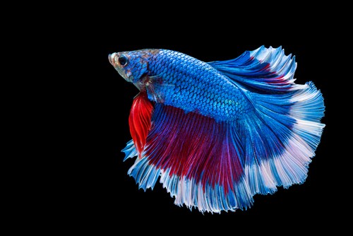 Old age of betta fish