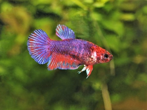 Ich in betta fish