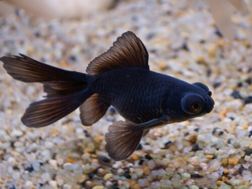 Genetics of goldfish