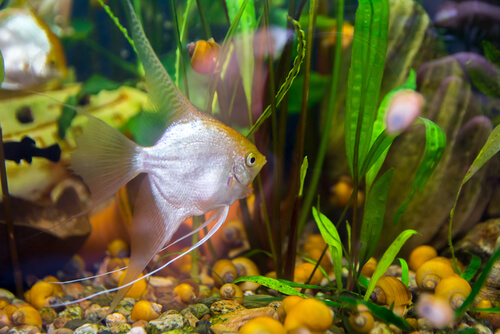 Lack of appetite in angel fish