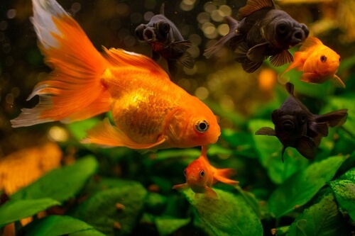 Lethargic in goldfish