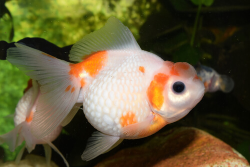 Poor water quality in goldfish