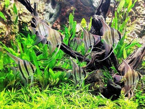 Control overpopulation of your angelfish in your tank