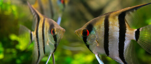 Poor water parameters in angel fish tank