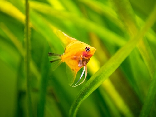 Quarantine sick angelfish