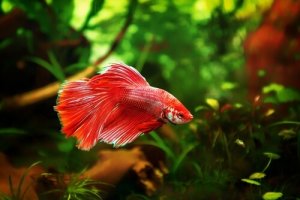 Read more about the article Betta Fish Not Moving<span class="wtr-time-wrap after-title"><span class="wtr-time-number">7</span> min read</span>