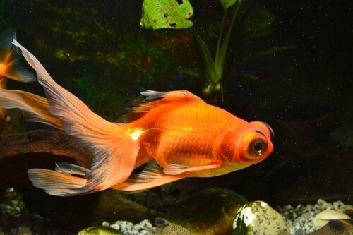 Goldfish sticking to the bottom of the tank