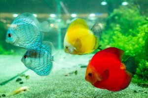 Read more about the article Discus Fish Behavior Before Death<span class="wtr-time-wrap after-title"><span class="wtr-time-number">8</span> min read</span>