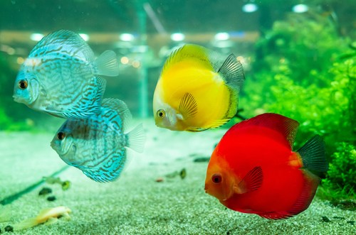 Healthy discus fish 