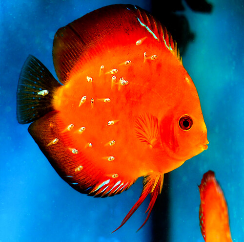 cute discus fish 