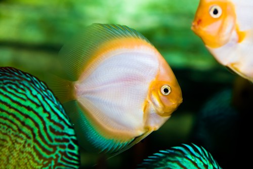 Fin rot in discus fish