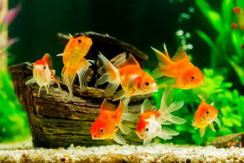 Treatable goldfish conditions